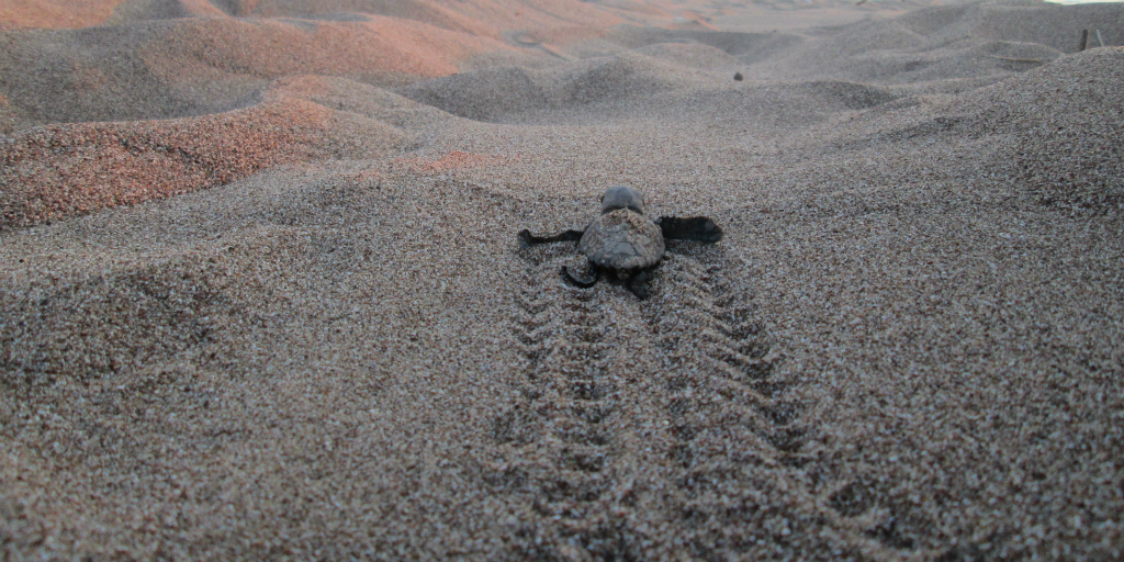 Volunteer in Thailand and you could assist in the release of young turtles into the ocean.