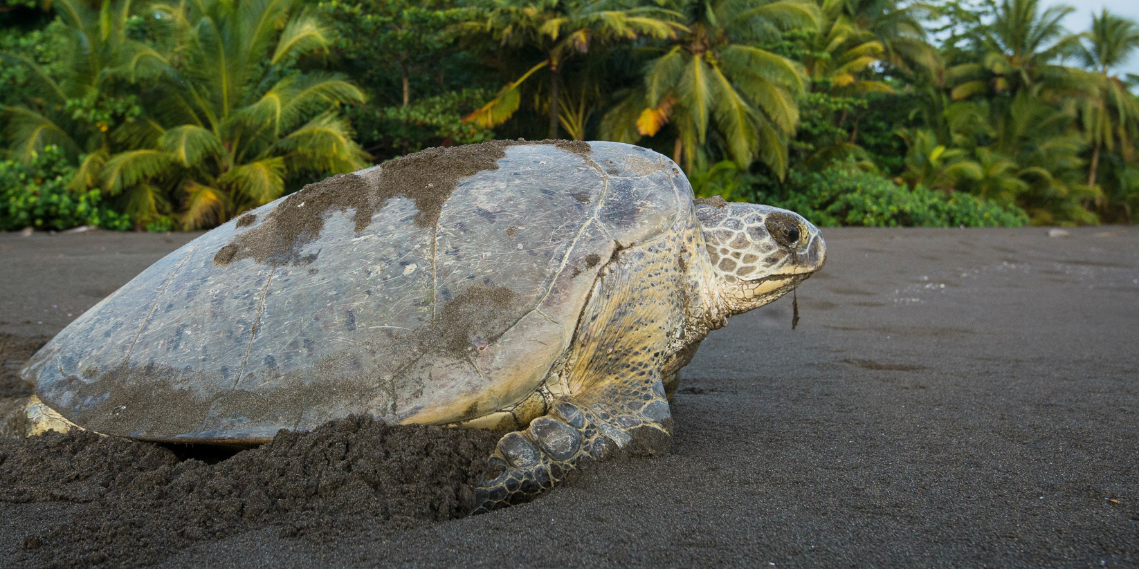 A green turtle crawls along a beach. This is one of the types of sea turtles in Costa Rica.