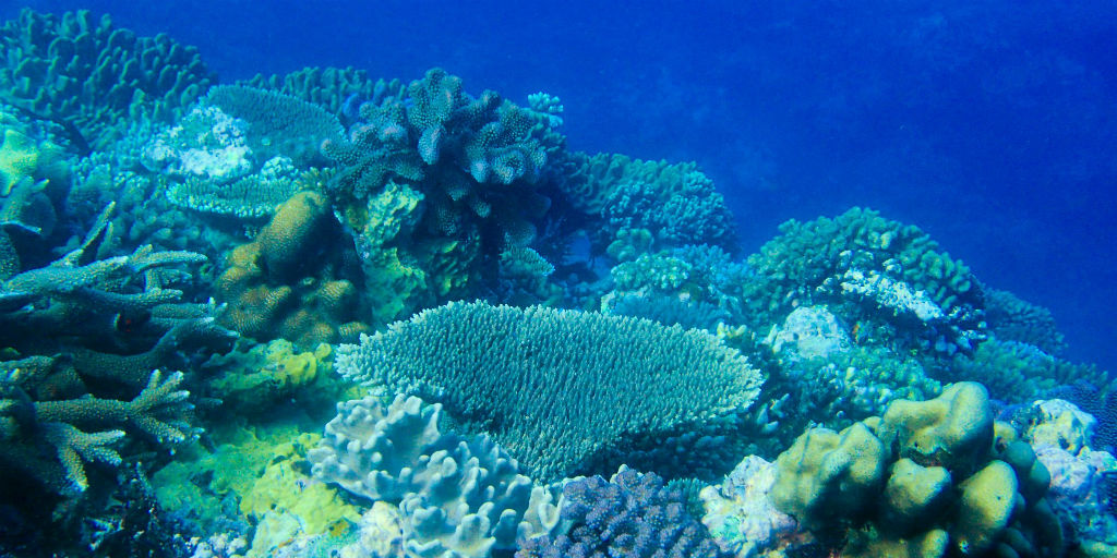 Natural coral reef habitats have been affected by the Covid-19 outbreak