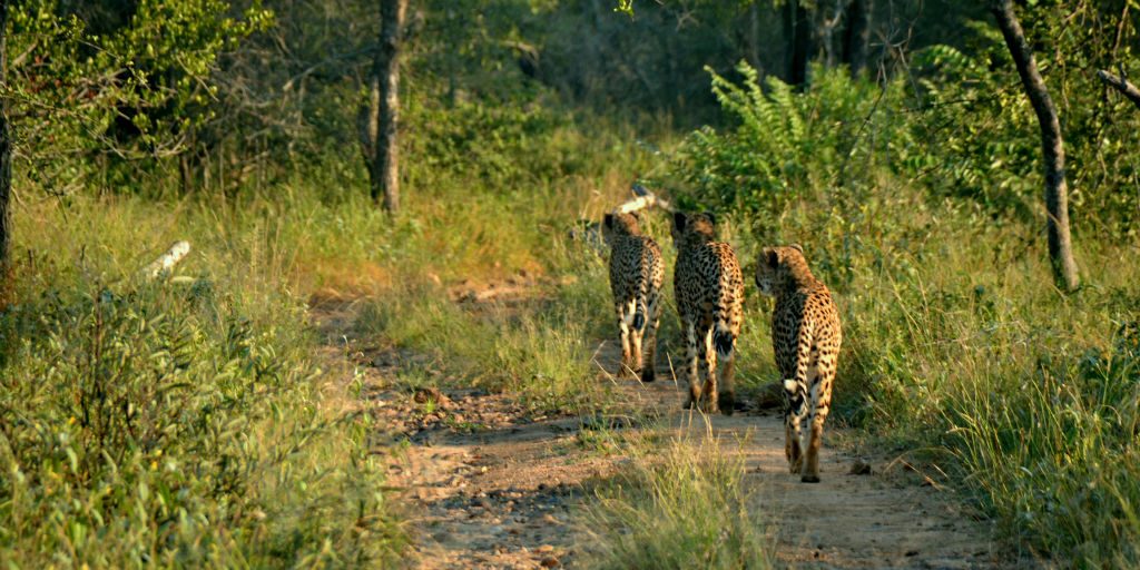 You could spend your gap year abroad tracking cheetahs as part of a cheetah conservation project in the South Africa