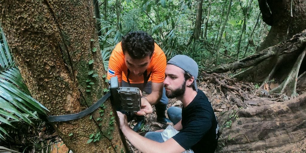 data collection and animal tracking are vital to conservation efforts, learn these skills with GVI volunteer programs.