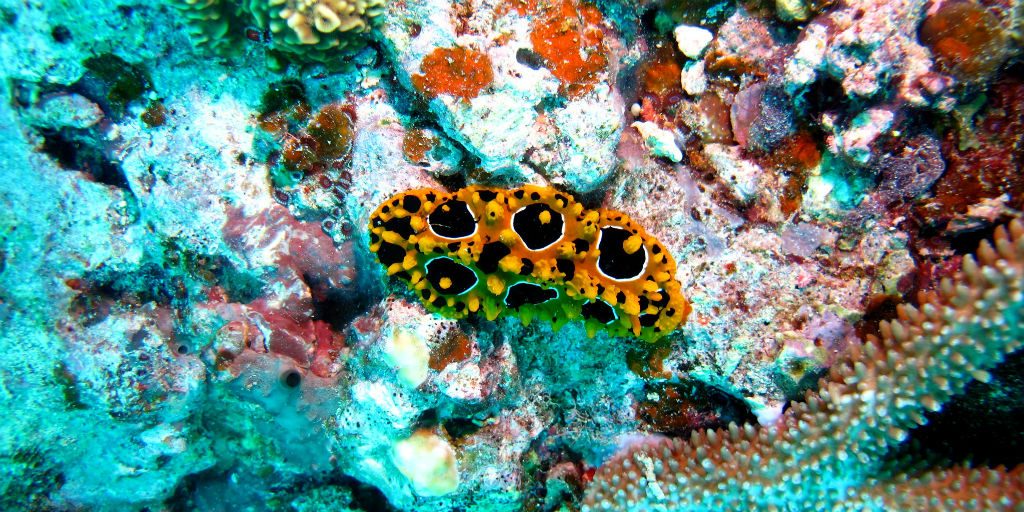 Coral bleaching is an irreversible change occurring in many coastlines today. 