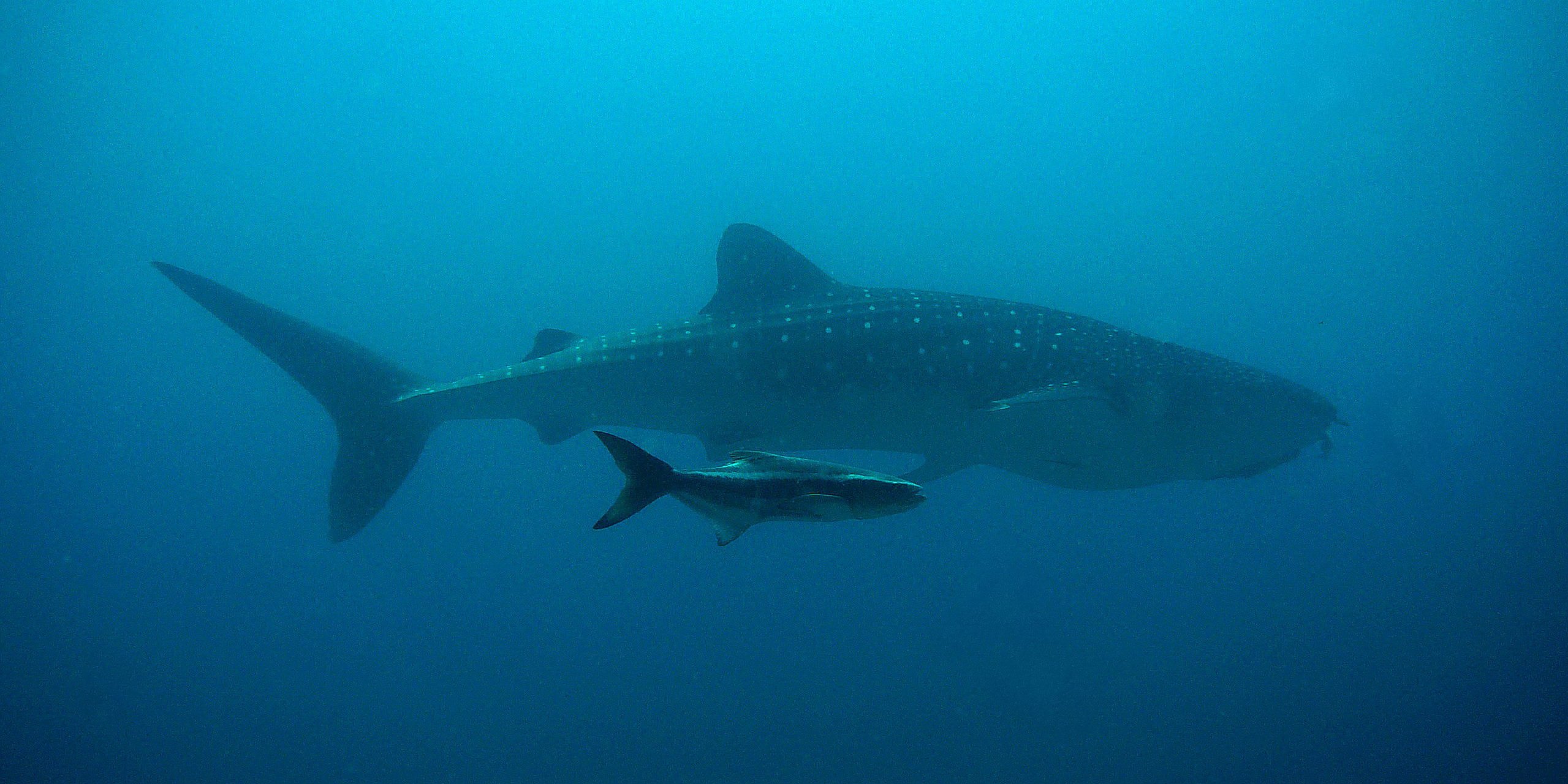 Swim with whale sharks in the Mesoamerican Barrier Reef System