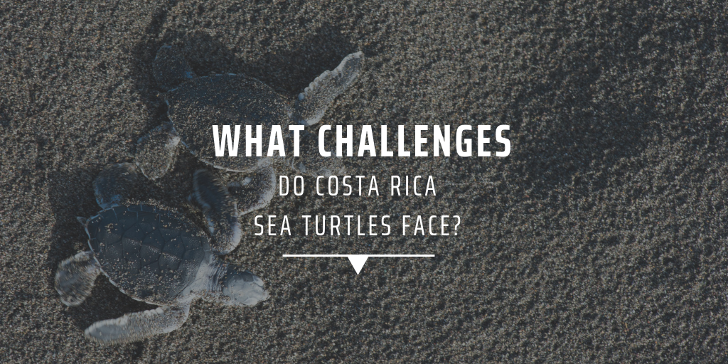 What challenges do Costa Rica sea turtles face