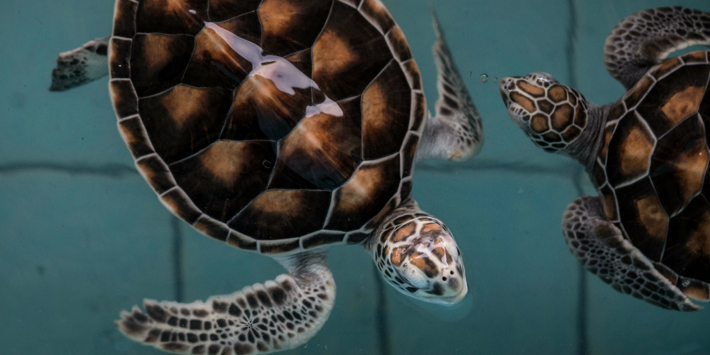 Ban Nam Khem is the ideal location to volunteer in Thailand with the sea turtle conservation program.