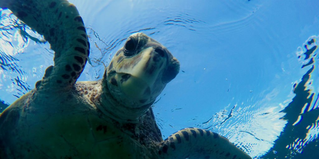 Joining volunteer opportunities such as coral reef monitoring can play a big role in protecting life in the ocean.