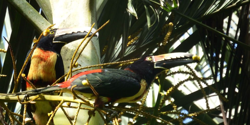 Learn about ecological indicators and conservation research at our GVI Costa Rica base.