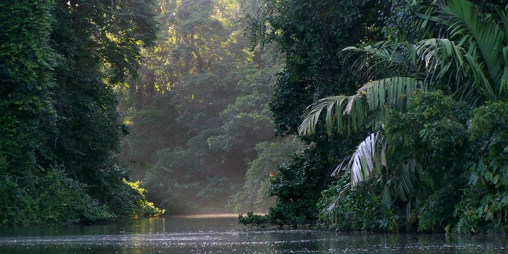 Tortuguero national park is a biodiversity hostpot, making it ideal for birdwatching lovers. 