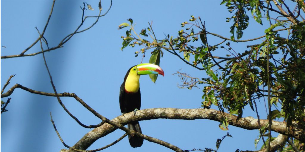 Birdwatching can be used to understand ecological indicators and predict changing habitats. 