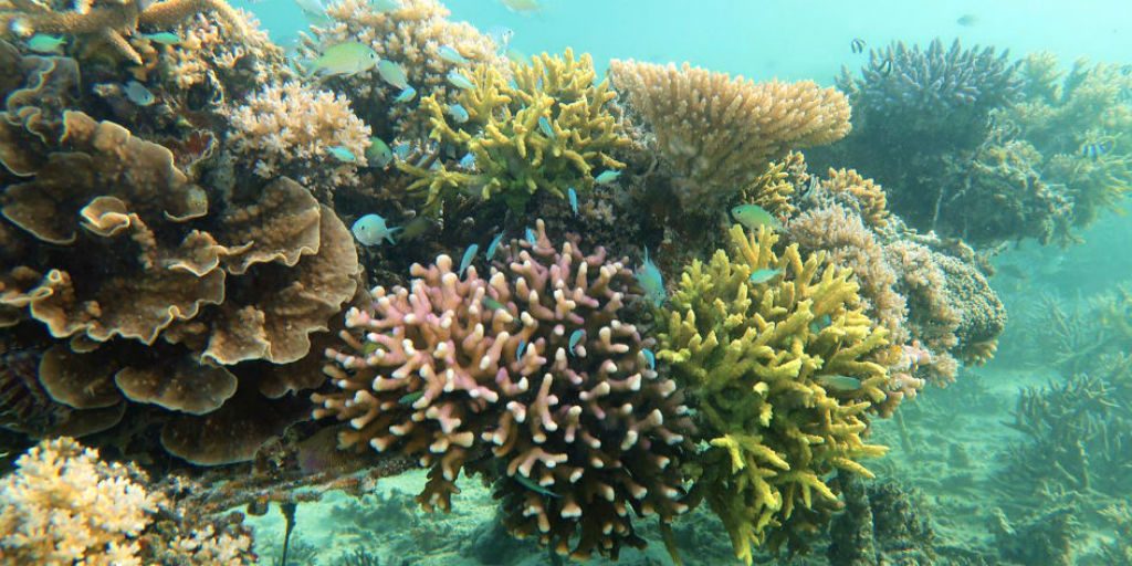 Help preserve coral reefs on a gvi marine conservation program