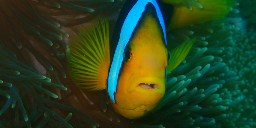 Snorkeling and diving are high on the Fiji must do list, join us on a GVI marine conservation program to see for yourself.