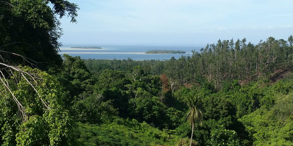 fiji volunteer trips also include adventures to the beautiful island forests.