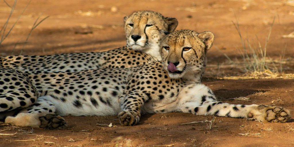 These beautiful cheetah's have been hunting more than expected. Why? Find out here.