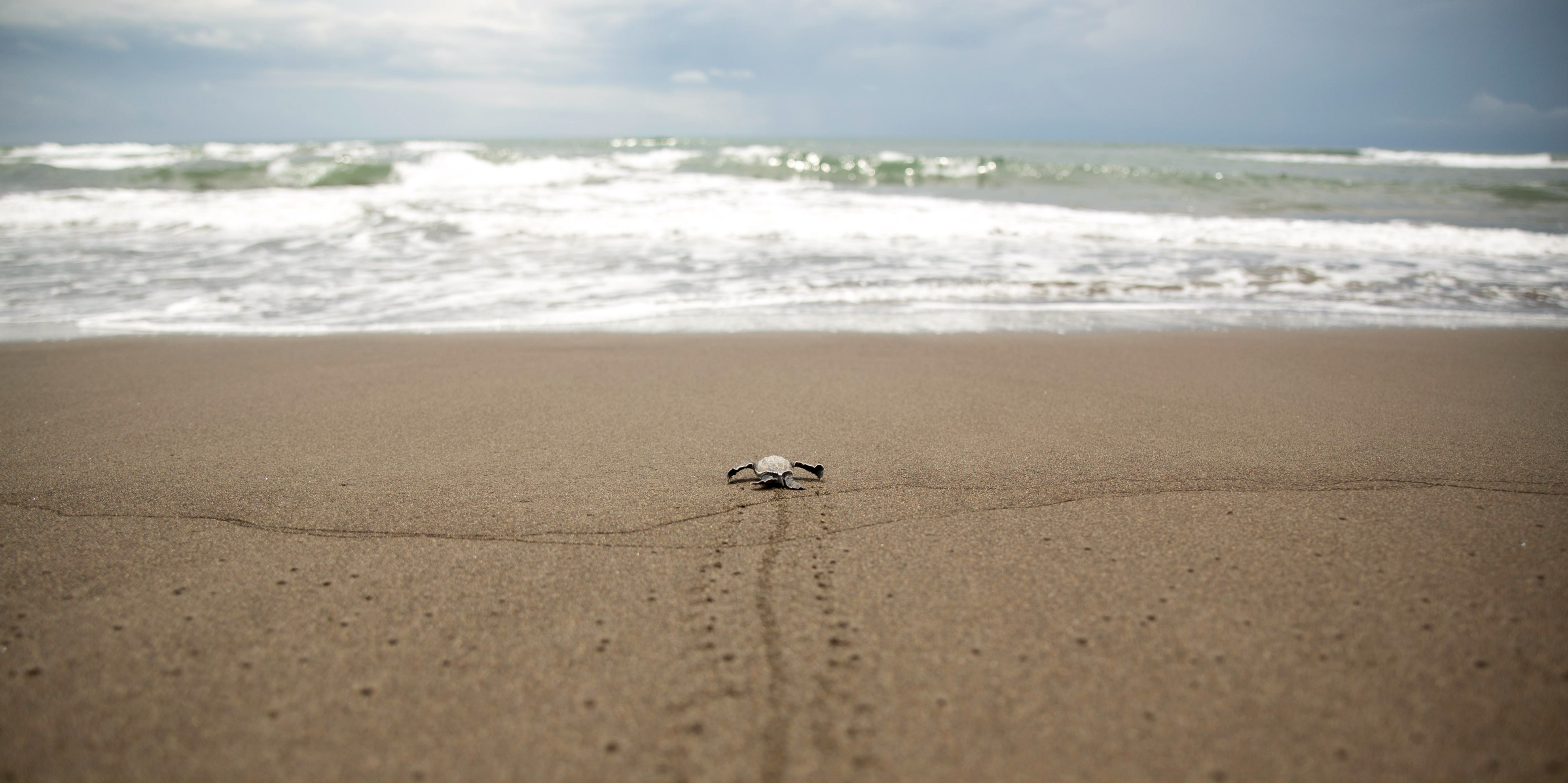One of the endangered sea turtles in costa rica makes its way to the ocean.
