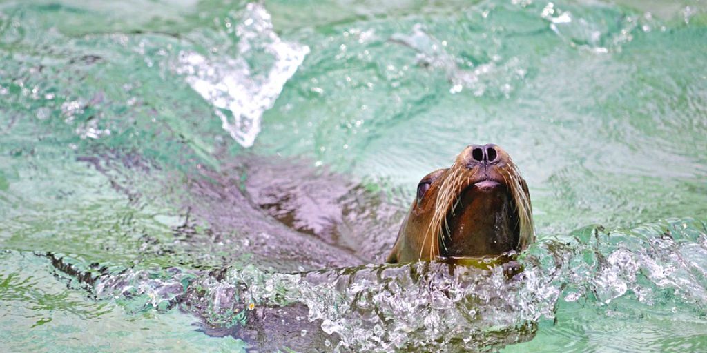 While dolphin petting is very popular within the tourist industry, it is not an ethical practice.