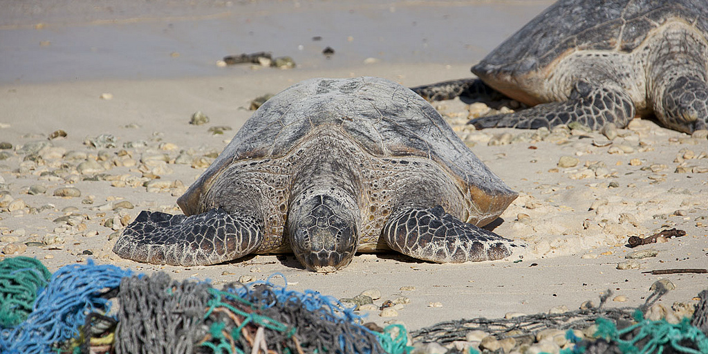 Adult sea turtles walk along a beach between marine debris.