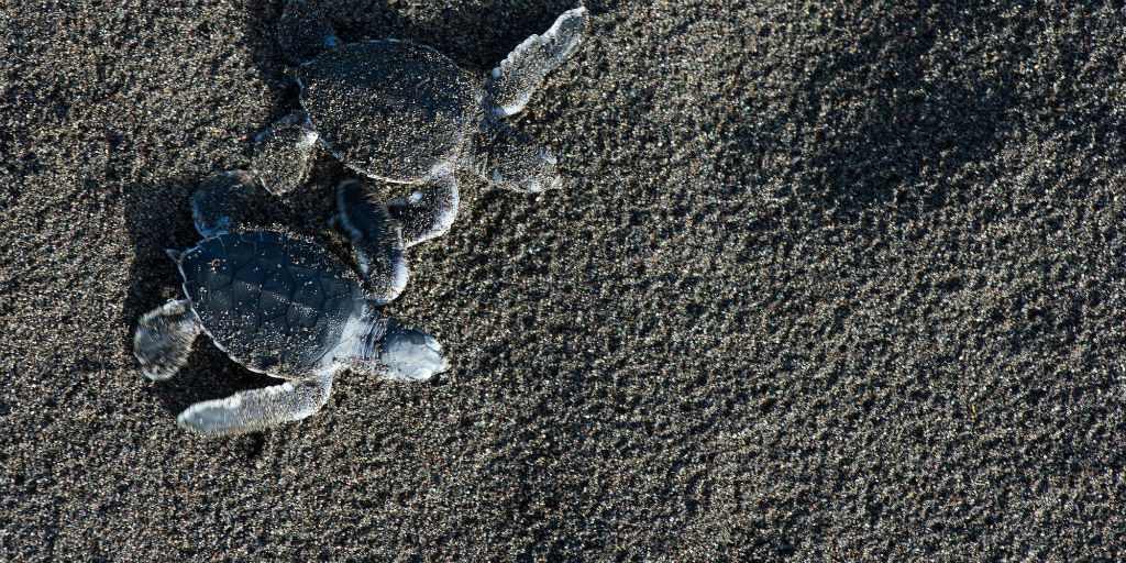 A huge role of Jalova volunteers is to help keep the beach clean, a home to one of the largest nesting colonies of green turtles in the world