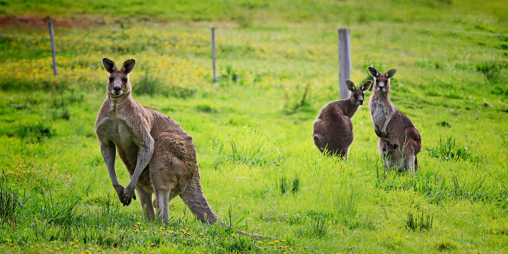 Fences cause environmental change to the natural movement patterns of Kangaroos in Australia