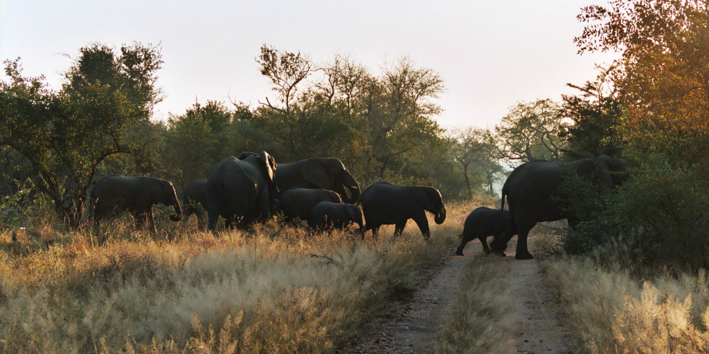 Volunteering in Limpopo South Africa gives you the opportunity to experience the amazing African bushveld