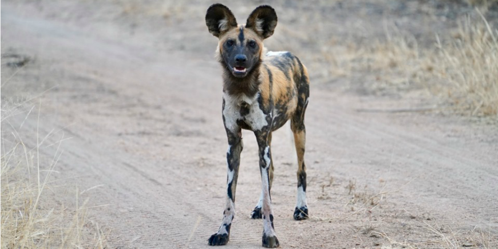 Hyena looking on from a dusty road in the savannah