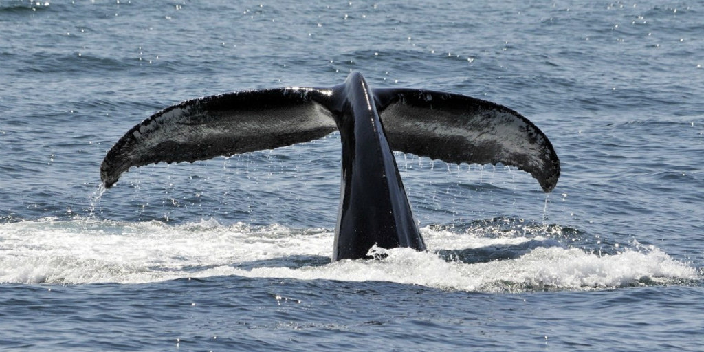 Noise pollution affects the way whales communicate with each other