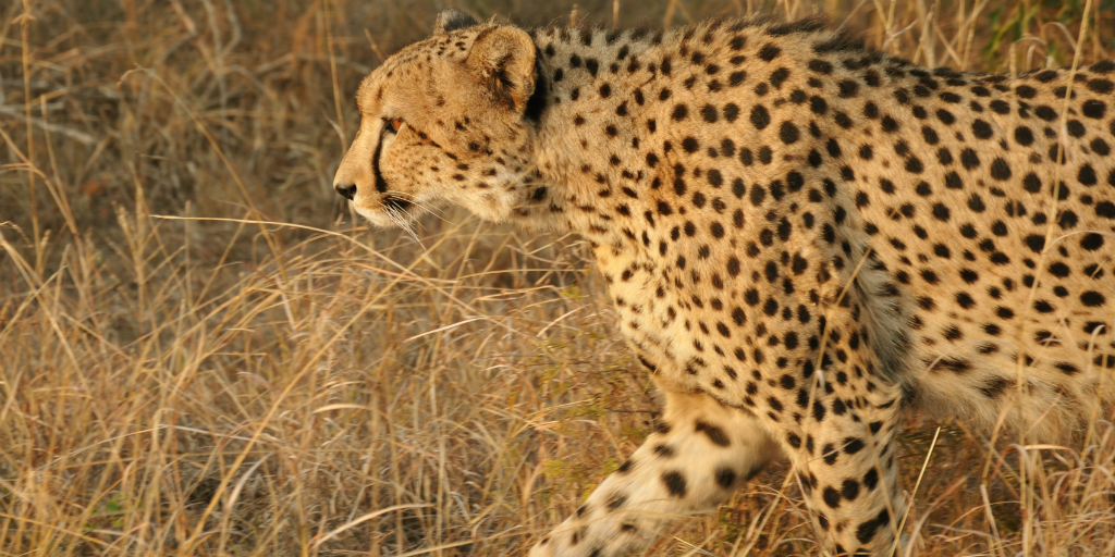 cheetah walking through tall dry grass