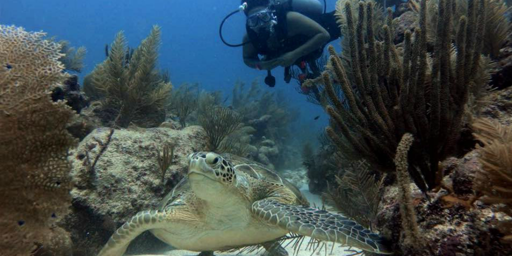 A diver swimming just behind an adult sea turtle with sea vegetation on either side