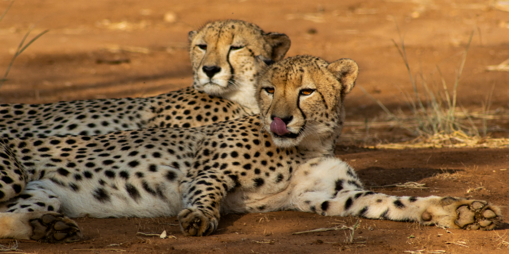 two cheetahs lounging in the savannah