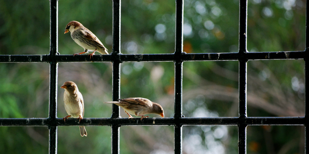 Glass windows have a negative environmental impact on birds