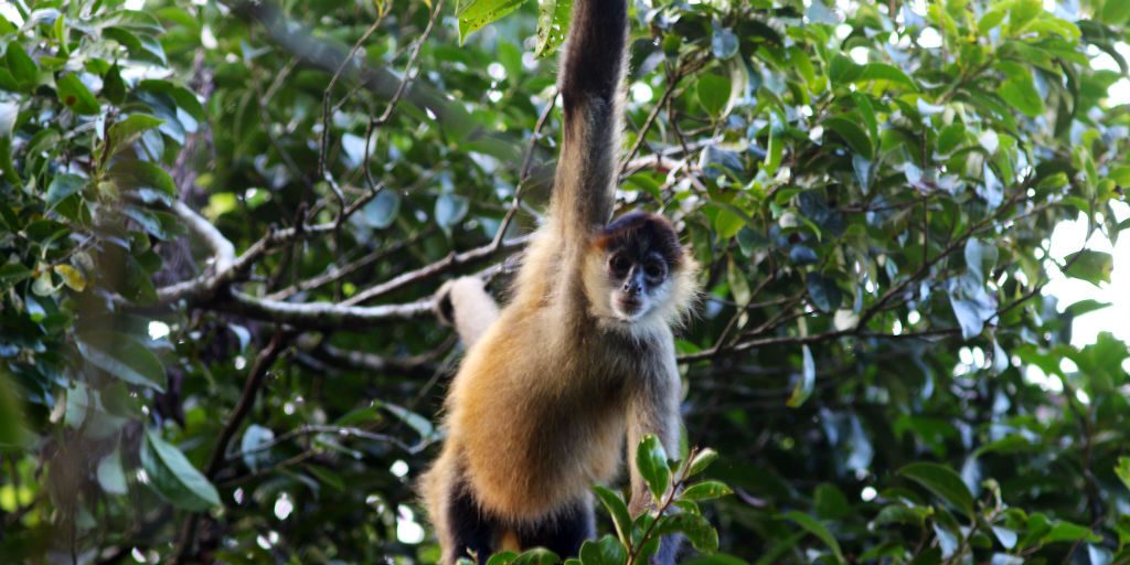 Jalova biodiversity surveys are always an adventure, monkeys are often seen swinging through the branches. 