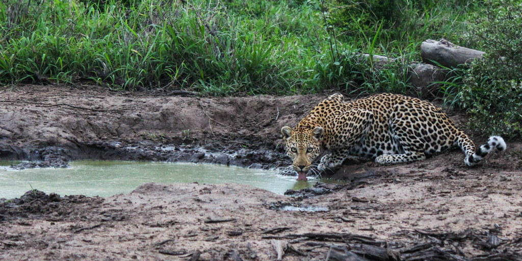 Catch a glimpse of leopard with GVI's conservation internships in south africa