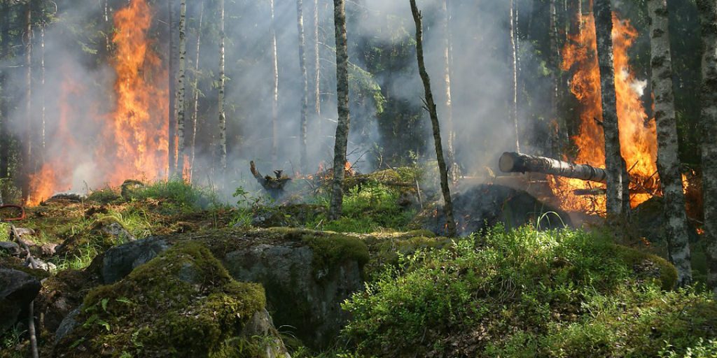 Abnormal weather and high temperatures are devastating large areas of forest around the globe. 