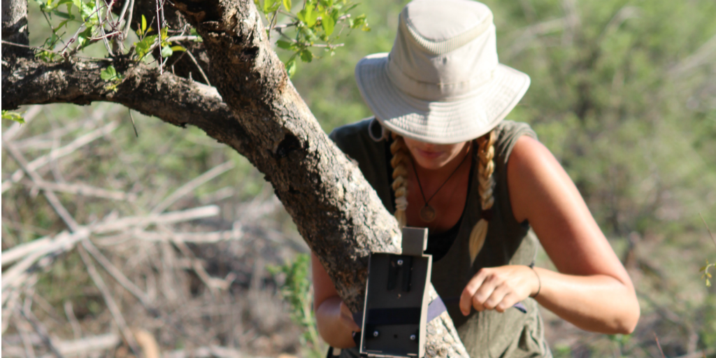 Wildlife conservation volunteer securing wildlife monitoring equipment to a tree in the field