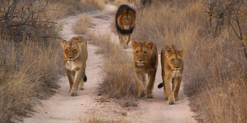 See lions when you volunteer on a wildlife conservation trip in South Africa