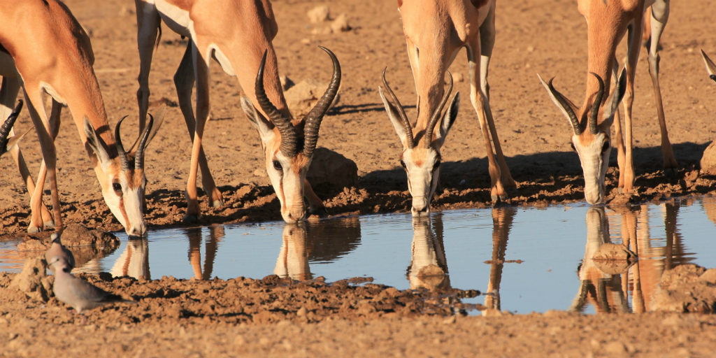 Environmental change leads to mass wildlife changes