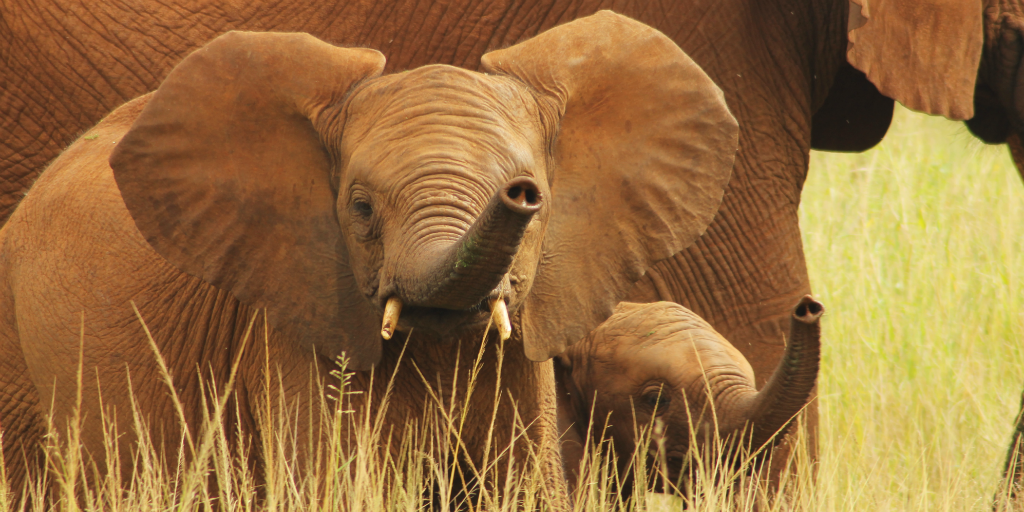 Elephant conservation is suporrted by The Wildlife Conservation Society. 