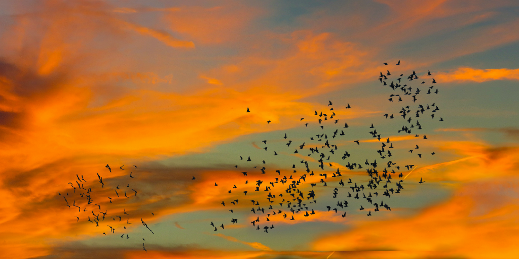 Light pollution can impact bird migration 