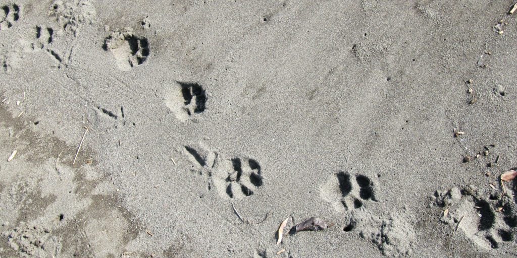 With eco-travel, the only footprints left behind should be those in the sand. 