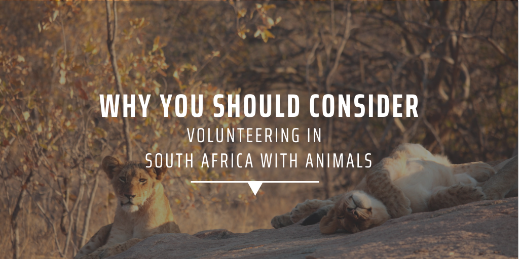 Why you should consider volunteering in South Africa with animals