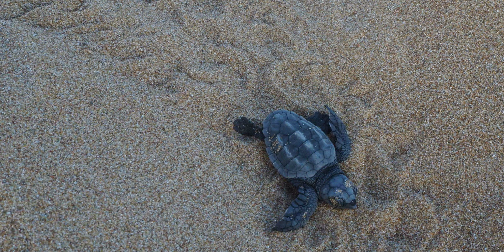 Light pollution lessens turtle hatchlings chance of survival