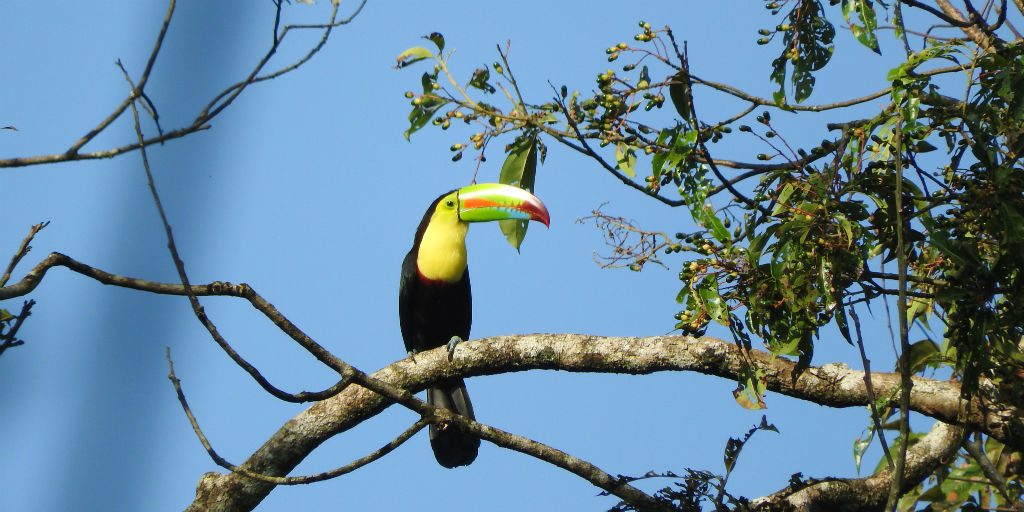 Jalova Bird Surveys allow volunteers to see species they have never encountered before.