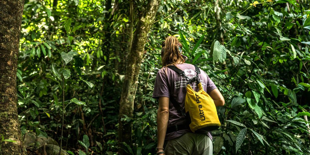 The effects of climate change are mostly irreversible, these forests healing ability is being reduced the more damaged they become. 