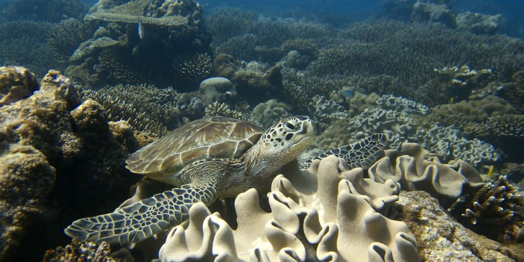 Coral bleaching is an effect or symptom of global warming through climate change. 
