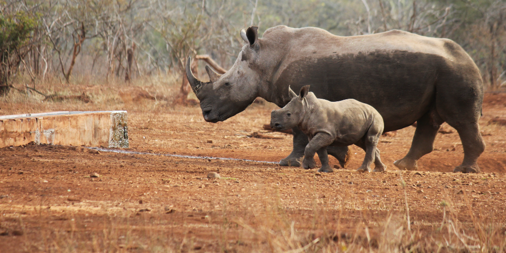 Help with the conservation of rhino when you volunteer in South Africa