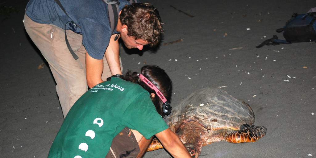 GVI volunteers use red light technology to reduce the impact of light pollution on turtles