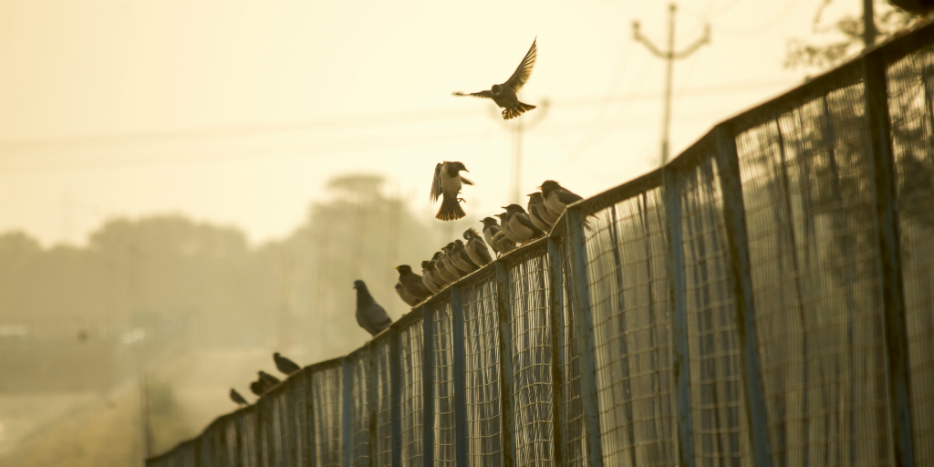 Noise pollution has a negative impact on birds