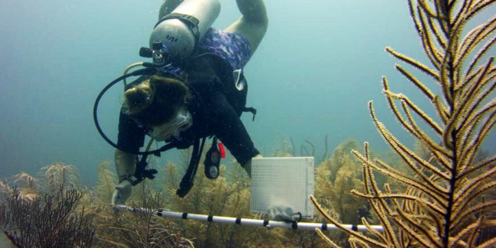 Coral reefs play an important role in the eco-system of the ocean, which is why marine conservation of reefs is vital.