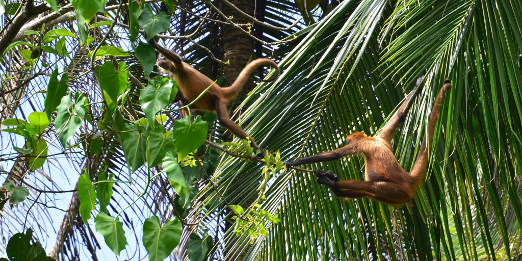 Wildlife in Costa Rica include monkeys.