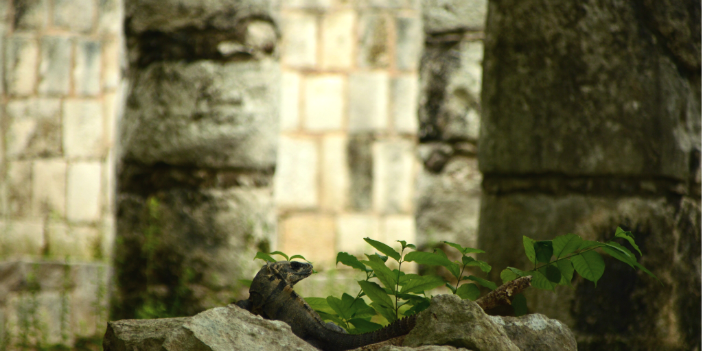 A lizard clambering over rocks at a Mayan temple site in Cancun.