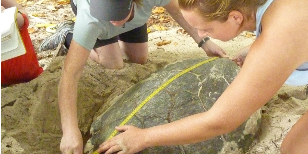 Volunteers measuring an adult sea turtle for conservational purposes